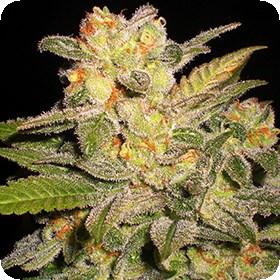 N L  Auto  Feminised  Cannabis  Seeds  Jpg