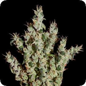 NL5 Haze Mist Feminised Seeds