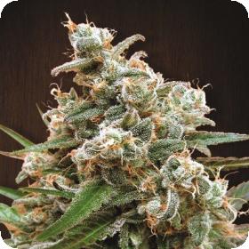 Nepal Jam Feminised Seeds