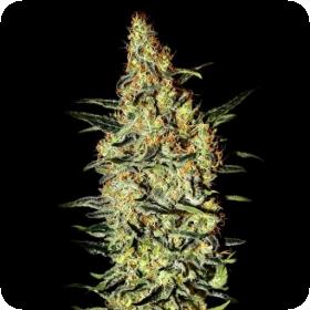 Neville's Haze Feminised Seeds