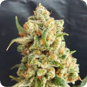 New York Diesel Auto Feminised Seeds