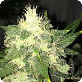 OG Kush AUTO Feminised Seeds