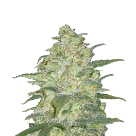 Original  White  Widow  Auto  Jpg