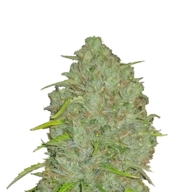 Original  Jack  Herer  Auto  Jpg