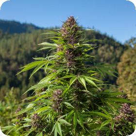 Outdoor  Auto  Feminised  Cannabis  Seeds