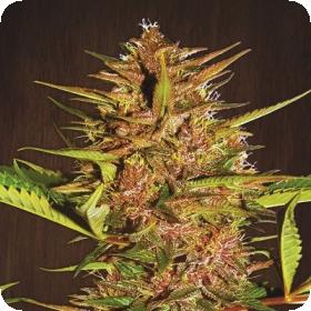 Pakistan Chitral Kush Regular Seeds