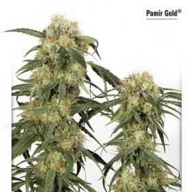 Pamir Gold Feminised Seeds