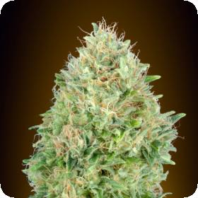 Pineapple  Glue  Feminised  Cannabis  Seeds