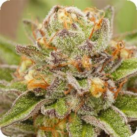 Pure Gelato Feminised Seeds