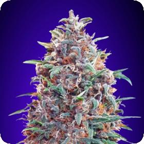 Purple  Diesel  Auto  Feminised  Cannabis  Seeds