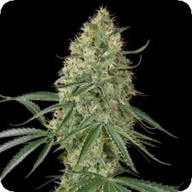 Sin Tra Bajo Auto Feminised Seeds