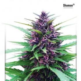 Shaman  Dutch  Passion 052 0