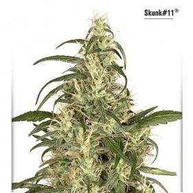 Skunk11  Dutch  Passion 054 0