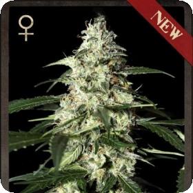 Skunk AUTO Feminised Seeds