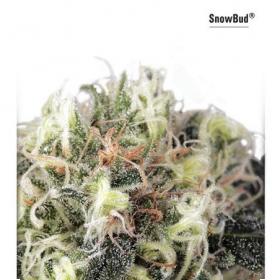 Snow Bud Feminised Seeds