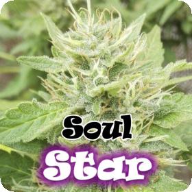 Soul Star Feminised Seeds