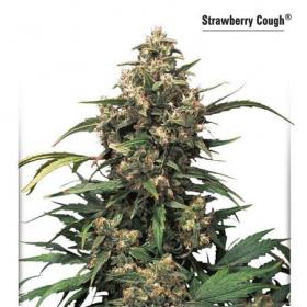 Strawberry Cough Feminised Seeds
