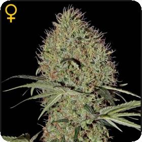 Super Bud AUTO Feminised Seeds