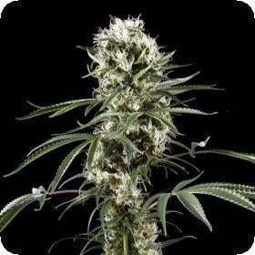 Super Lemon Haze 0