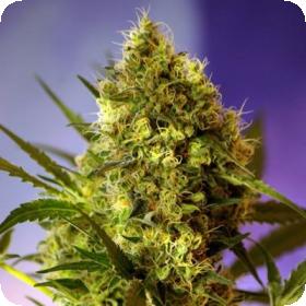 Sweet  Cannabis  Seeds  Sweet  Mix  Auto  Feminised  Cannabis  Seeds  0