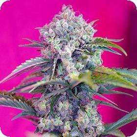 Sweet Cannabis Seeds Cream Mandarine Auto Feminised Cannabis Seeds 0