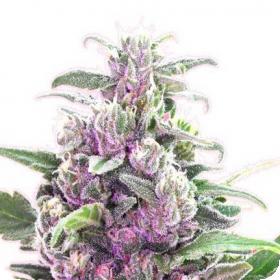 THC Bomb AUTO Feminised Seeds