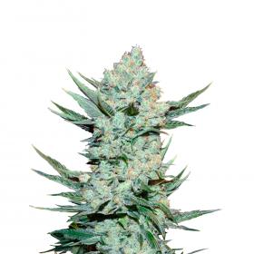 Tangie Auto Feminised Seeds