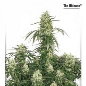 The Ultimate Feminised Seeds