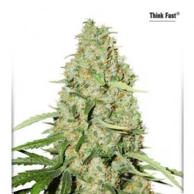 Think Fast Feminised Seeds