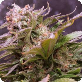 Vision Caramello Auto Feminised Seeds