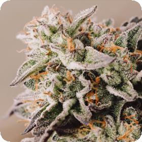 Vision Gelato Auto Feminised Seeds