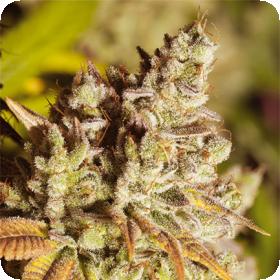 Vision Gorilla Feminised Seeds