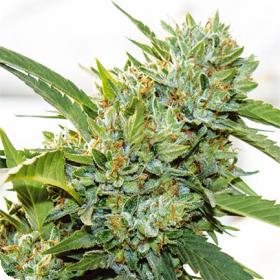 Vision Kosher Feminised Seeds