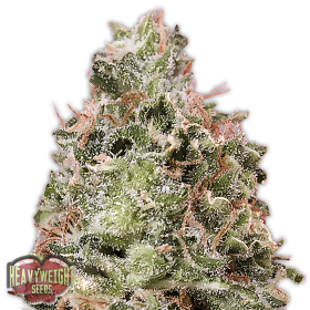 Waist Deep Auto Feminised Seeds