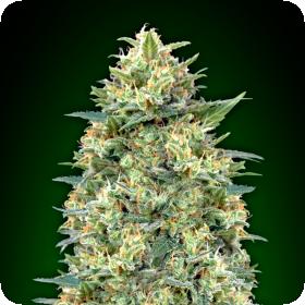 White  Widow  Auto  Feminised  Cannabis  Seeds