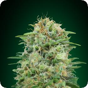 White  Widow  C B D  Feminised  Cannabis  Seeds