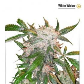 White Widow Feminised Seeds