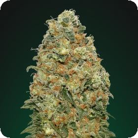 White  Widow  Feminised  Cannabis  Seeds