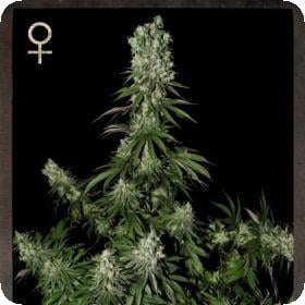 White Strawberry Skunk Feminised Seeds