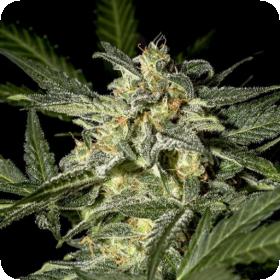 White Widow AUTO Feminised Seeds