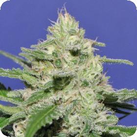 Widow Bomb Feminised Seeds