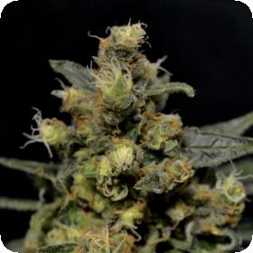 A - K Feminised Seeds