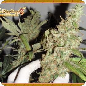 Afghan Cow Feminised Seeds