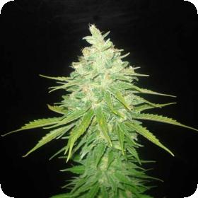 Afghan  Kush  X  Black  Domina  Feminised  Cannabis  Seeds  World  Of  Cannabis  Seeds 0