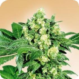 Afghani 0