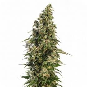 Afghani #1 AUTO Feminised Seeds