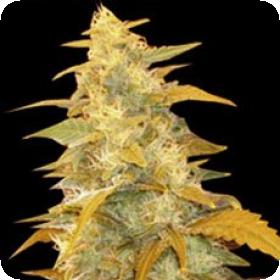 Afghan Kush Feminised Seeds