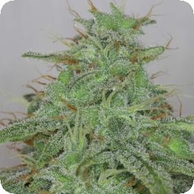 Alaskan Purple Auto Feminised Seeds