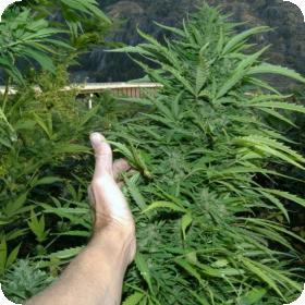 Amazing  Cherry  Superauto  Feminised  Cannabis  Seeds  Flash  Cannabis  Seeds 0