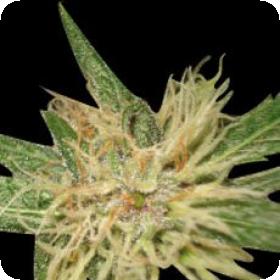 Amnesia Feminised Seeds